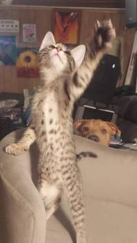 Lydia -  Domestic Short Hair Cat for Adoption in Lorain, Ohio - Lydia | PetCurious