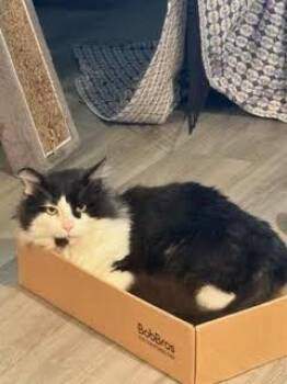 Ozzy -  Domestic Medium Hair Cat for Adoption in Toronto, Ontario - Ozzy | PetCurious