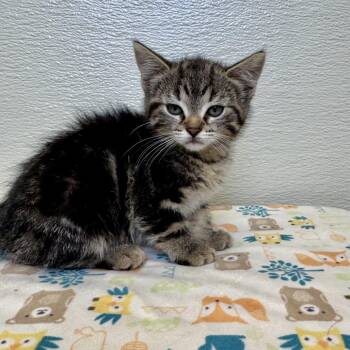 Domestic Short Hair Cats Available for Adoption in Pekin, Illinois - Magenta | PetCurious