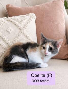 Opelite -  Calico and Domestic Medium Hair Cat for Adoption in Vacaville, California - Opelite | PetCurious