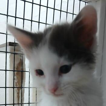 Leelo -  Domestic Medium Hair Cat Available for Adoption in Las Cruces, New Mexico - Leelo | PetCurious
