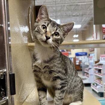 Rescue Tabby Cats for Adoption in Columbia, South Carolina - Astro | PetCurious