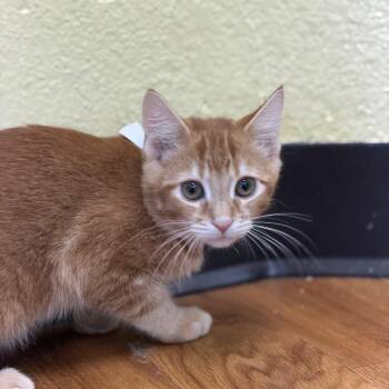 Blaze -  Domestic Short Hair Cat for Adoption in Las Vegas, Nevada - Blaze | PetCurious