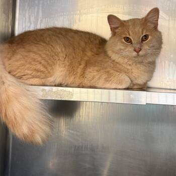 Eddy -  Domestic Long Hair and Domestic Short Hair Cat for Adoption in Galax, Virginia - Eddy | PetCurious