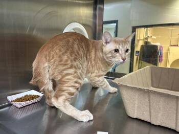 Rescue Domestic Short Hair Cats for Adoption in Pasadena, California - CLYDE | PetCurious