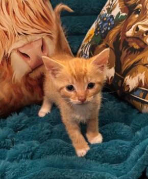 Biggie Smalls -  Domestic Short Hair Cat for Adoption in Buford, Georgia - Biggie Smalls | PetCurious