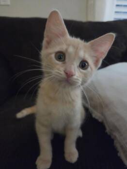 Pippin -  Domestic Short Hair Cat for Adoption in Millcreek, Utah - Pippin | PetCurious