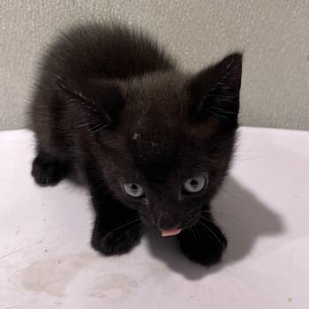 Cub -  Domestic Short Hair Cat for Adoption in Tampa, Florida - Cub | PetCurious