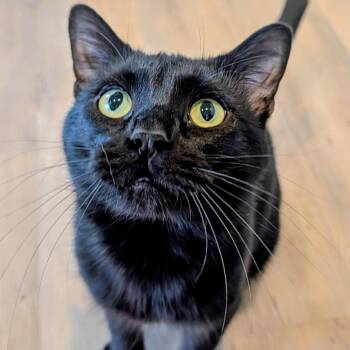 Domestic Short Hair Cats Available for Adoption - Black Bear | PetCurious