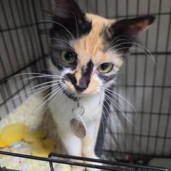 Da-Jo -  Domestic Short Hair Cat for Adoption in Normal, Illinois - Da-Jo | PetCurious