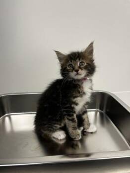 Mandible -  Domestic Short Hair Cat for Adoption in Roseville, California - Mandible | PetCurious