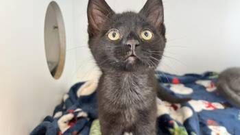 Dock -  Domestic Short Hair Cat for Adoption in Chestertown, Maryland - Dock | PetCurious