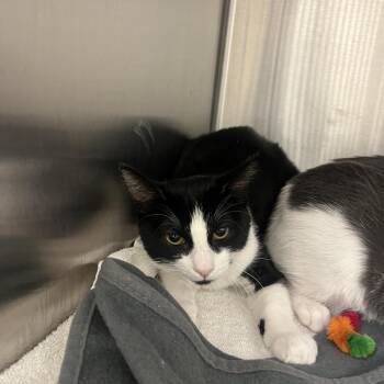 Sheena -  Domestic Short Hair Cat for Adoption in Pasadena, California - Sheena | PetCurious