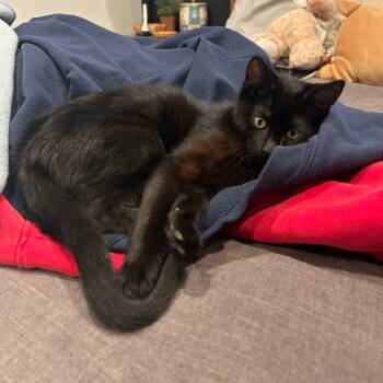 Rescue Domestic Short Hair Cats for Adoption in Ashland, Oregon - Bear | PetCurious