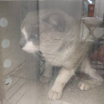 Domestic Short Hair Cats Available for Adoption - Smaug | PetCurious