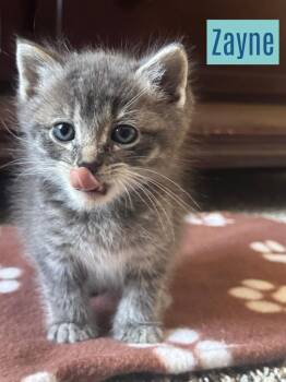 Domestic Short Hair Cats Available for Adoption - Zayne | PetCurious