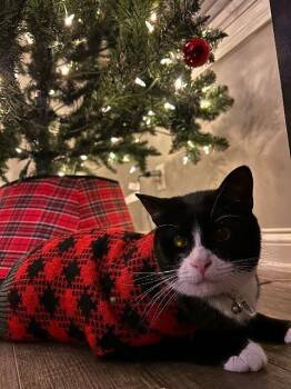 Domestic Short Hair Cats Available for Adoption - Crispy Sox | PetCurious