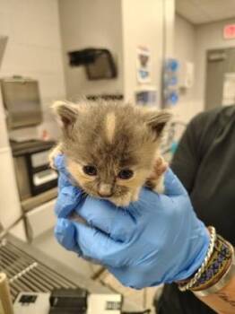 Violet -  Domestic Medium Hair and Domestic Short Hair Cat for Adoption in Gastonia, North Carolina - Violet | PetCurious