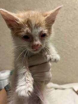 MAMI -  Domestic Short Hair Cat for Adoption in Riverside, California - MAMI | PetCurious