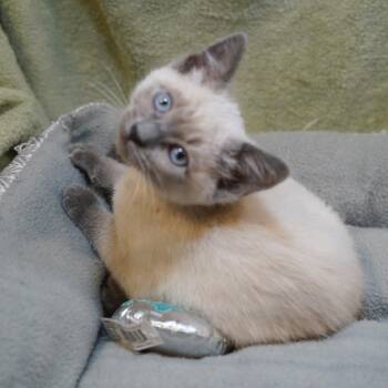 Siamese Cats Available for Adoption in Garland, Texas - Angel Lily | PetCurious