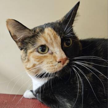 Rescue Domestic Short Hair Cats for Adoption in Las Vegas, Nevada - Quinn | PetCurious