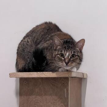 Barbie -  Domestic Short Hair Cat for Adoption in Arlington Heights, Illinois - Barbie | PetCurious