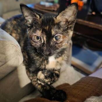CC (Caitlin Clark) -  Domestic Short Hair Cat for Adoption in Wheaton, Illinois - CC (Caitlin Clark) | PetCurious