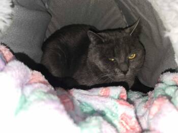 Domestic Short Hair Cats Available for Adoption - Neo | PetCurious