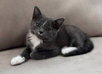 Kitten Nora -  Domestic Short Hair Cat for Adoption in Seal Beach, California - Kitten Nora | PetCurious