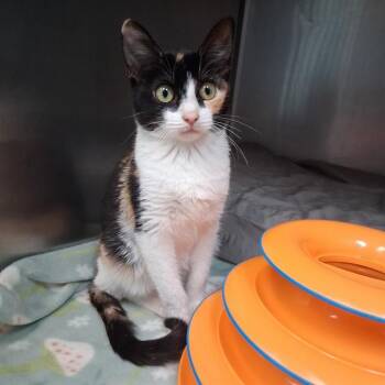 CLOWNFISH -  Domestic Short Hair Cat for Adoption in Fort Walton Beach, Florida - CLOWNFISH | PetCurious