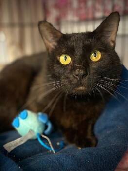 Walter -  Domestic Short Hair Cat for Adoption in Duxbury, Massachusetts - Walter | PetCurious