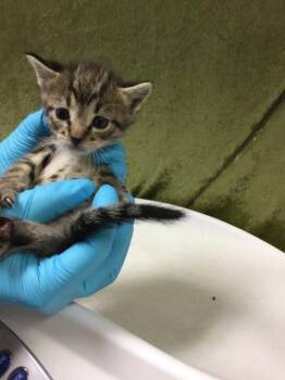 Domestic Short Hair Cats Available for Adoption in Riverside, California - MISTY | PetCurious