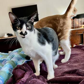 American Shorthair Cats Available for Adoption in Houston, Texas - Jimmy Jr. (bonded W/ Scoobie) | PetCurious