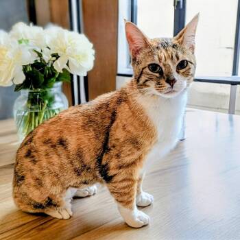 Calico and Tabby Cats Available for Adoption - Prima SP | PetCurious