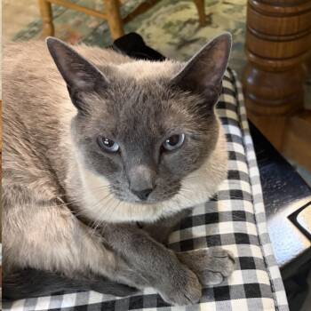 Mia - Home to Home -  Siamese Cat for Adoption in South Elgin, Illinois - Mia - Home To Home | PetCurious