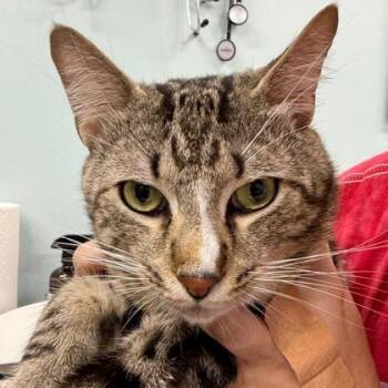 Stormy -  Domestic Short Hair Cat for Adoption in Fort Worth, Texas - Stormy | PetCurious