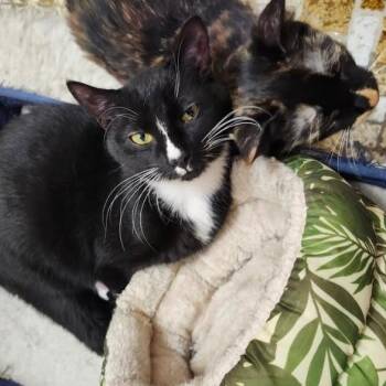 Bootsie & Betty -  Domestic Short Hair Cat for Adoption in West Deptford, New Jersey - Bootsie & Betty | PetCurious