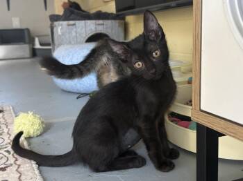 Bo Peep -  Domestic Short Hair Cat for Adoption in Phoenix, Arizona - Bo Peep | PetCurious
