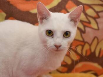 Domestic Short Hair Cats Available for Adoption in Portland, Oregon - Slim | PetCurious