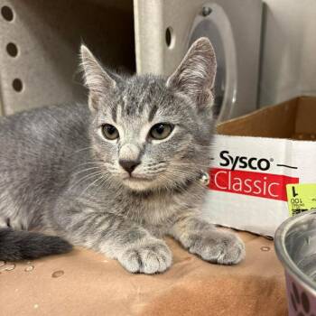 Domestic Short Hair Cats Available for Adoption in Bastrop, Texas - Cal 26-05-089 | PetCurious
