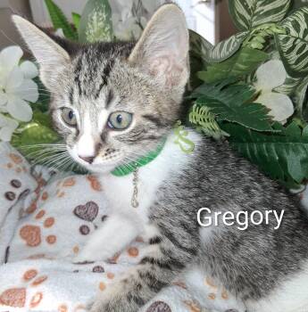 Gregory -  Domestic Short Hair Cat for Adoption in Redondo Beach, California - Gregory | PetCurious