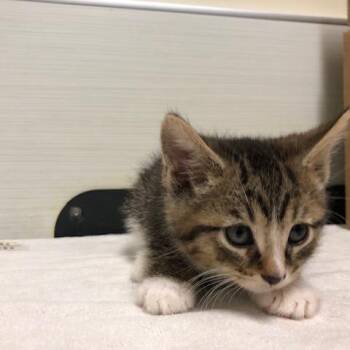 Croissant -  Domestic Short Hair Cat for Adoption - Croissant | PetCurious