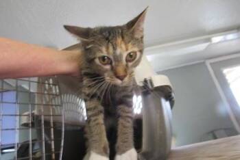 Domestic Short Hair Cats Available for Adoption in West Memphis, Arkansas - Odette | PetCurious