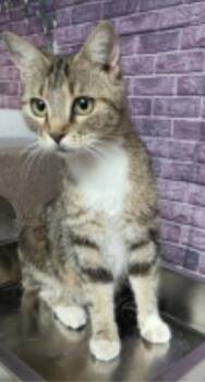 Della -  Domestic Short Hair Cat for Adoption in Divide, Colorado - Della | PetCurious