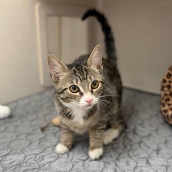 Eggo -  Domestic Short Hair Cat for Adoption in Sarasota, Florida - Eggo | PetCurious