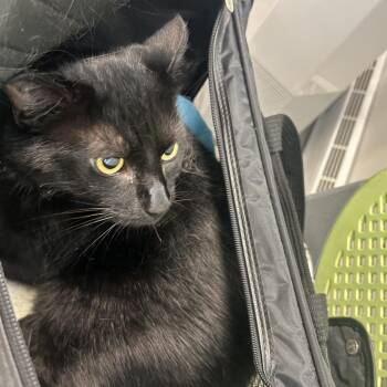 Meeko -  Domestic Short Hair Cat for Adoption in Philadelphia, Pennsylvania - Meeko | PetCurious