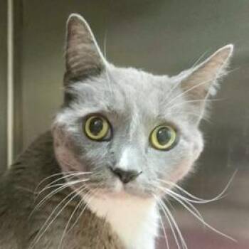 Sunflower -  Domestic Short Hair Cat for Adoption in Briarcliff Manor, New York - Sunflower | PetCurious