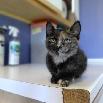 Roxie -  Domestic Short Hair Cat for Adoption in Littleton, New Hampshire - Roxie | PetCurious