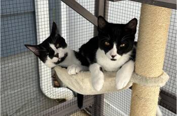 Finn (aka Stinker) and Dot (males) -  Domestic Short Hair Cat for Adoption in Kenhorst, Pennsylvania - Finn (aka Stinker) And Dot (males) | PetCurious