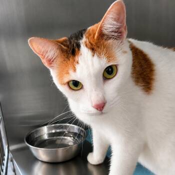 Belle Starr -  Domestic Short Hair Cat for Adoption in Tulsa, Oklahoma - Belle Starr | PetCurious